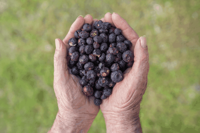 mirtilli liofilizzati